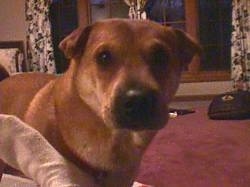 Rosie the Shar-Pei/Border Collie laying on a carpet in the house