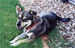 A black and tan Hug dog is wearing a red collar laying with its front legs in grass and back end on rocks out in a yard.