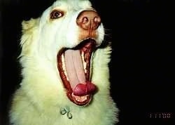 Close up head shot - A tan Husky mix has its mouth wide open and tongue out in mid yawn.