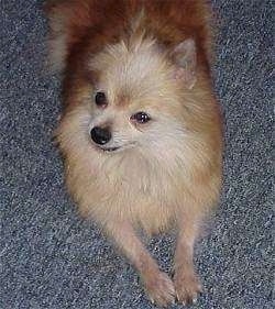 Top down view of a brown with white Pomeranian that is looking up and to the left.