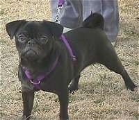 Front side view - A black Pug is standing on grass and it is looking forward. There is a person standing behind it. The Pug is wearing a purple harness.
