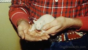 Close up - A white Rat is standing in the hands of a person and it is looking forward.