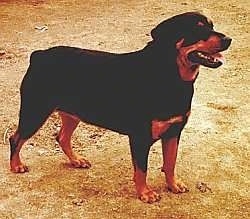 Side view of a black and tan Rottweiler that is standing in dirt and it is looking to the right. Its mouth is open and its tongue is out.