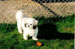 Front side view - A white with black and tan Shih Tzu puppy is standing in grass and it is looking to the left. There is a chain link fence behind it it.