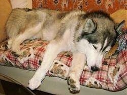 A grey and white with black Siberian Husky is sleeping on its left side in a day bed.