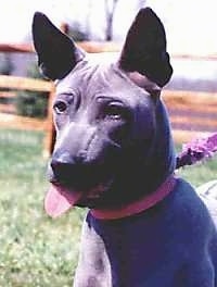 Close up head shot -  The front left side of a black Thai Ridgeback puppy that is sitting in grass and it is looking to the left. Its mouth is open and tongue is sticking out. It has short hair, perk ears and wrinkles on its head.
