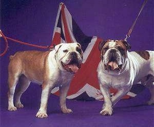 Two wide stocky, extra skinned, Victorian Bulldogs are standing on a purple backdrop they are looking forward, their mouths are open and tongues are out. There is a UK flag behind them. The dogs have big heads.