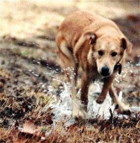 Molly the Mountain Cur is running outside splashing through a puddle