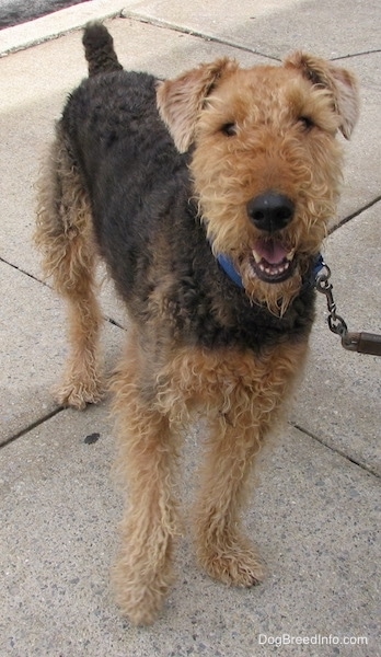 Front view - A tan and black wavy coated dog with longer hair on its square snout, small dark eyes, a large black nose, small ears that fold over to the front in a v-shape and a docked tail standing on a sidewalk looking at the camera.