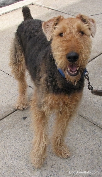 Airedale Terrier Dog Breed Pictures 1
