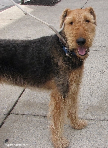 Side view of the upper half of a saddle patterned black and tan dog with a soft looking wavy coat, small dark ears, a black nose, a pink tongue and a large muzzle with a small stop looking to the right at the camera.