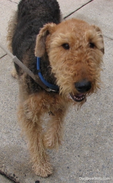 Front view - a black and tan dog with a saddle pattern that has black on its back and tan on the rest of the body with a large black nose and small dark eyes with small ears that fold down to the sides standing on the sidewalk with one paw up in the air.