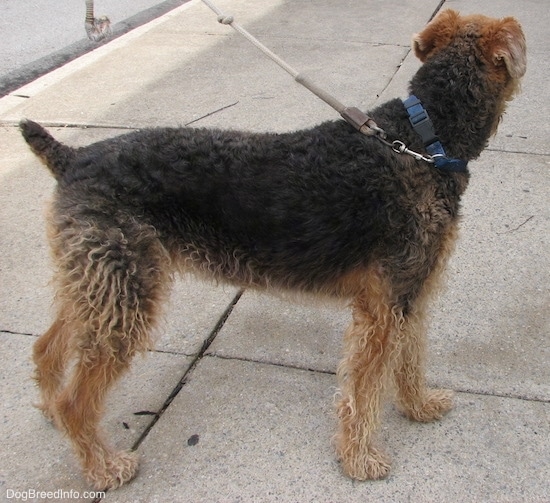 Side view of a black with tan dog that has a docked tail and small ears that hang down to the sides standing on a sidewalk looking away from the camera.