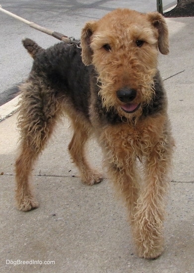 Front side view of a wavy coated tan and black dog with a large black nose and a longer docked tail with ears that hang down to the sides standing on a cement sidewalk.