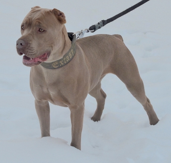 The front left side of a tan American Bandogge Mastiff that is standing across a snowy surface and it is looking to the left.