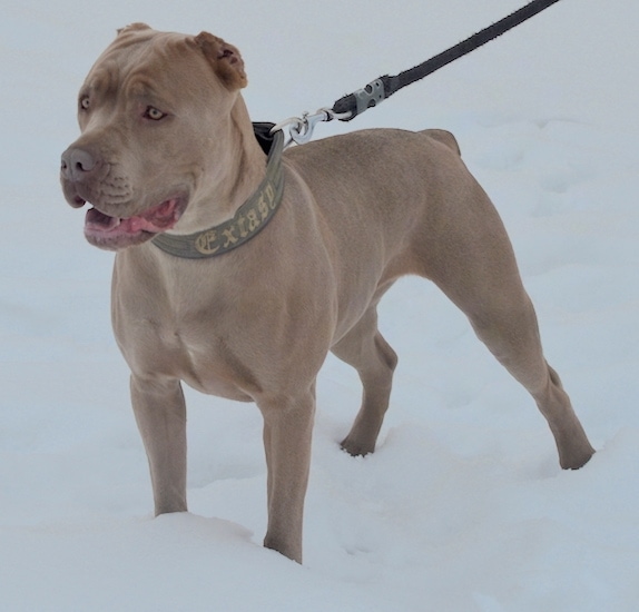 neo mastiff bandog