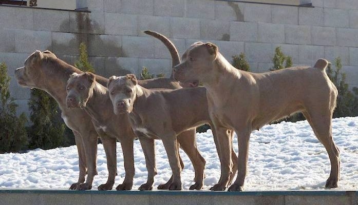 neo mastiff bandog