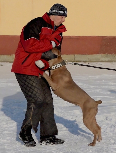 The left side of a brown American Bandogge Mastiff that is jumping up against a man in a red coat.