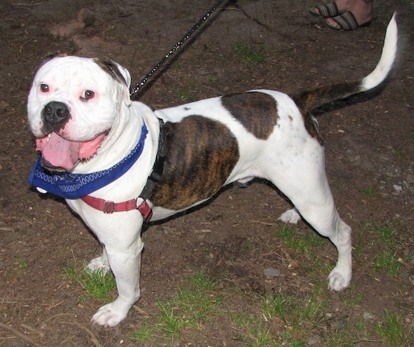 The left side of a brindle and white American Bulldog that is standing across dirt, it is looking up, its mouth is open and its tongue is out.
