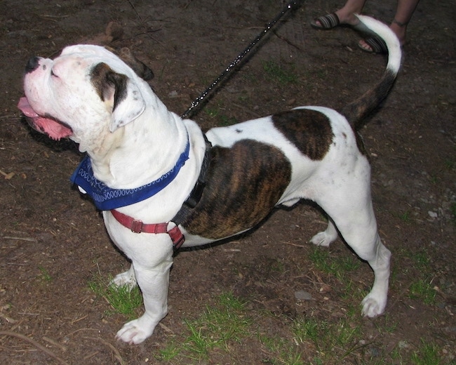 The left side of a brindle and white American Bulldog that is standing across dirt, it is wearing a blue bandana, its mouth is open, its tongue is out and it is looking to the left.