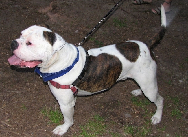 The left side of a brindle and white American Bulldog that is standing across dirt. Its mouth is open, its tongue is out and it is looking to the left.