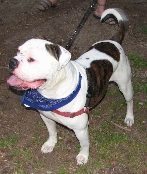 The front left side of a brindle and white American Bulldog that is standing across patchy grass, its mouth is open, its tongue is out and it is wearing a blue bandana.