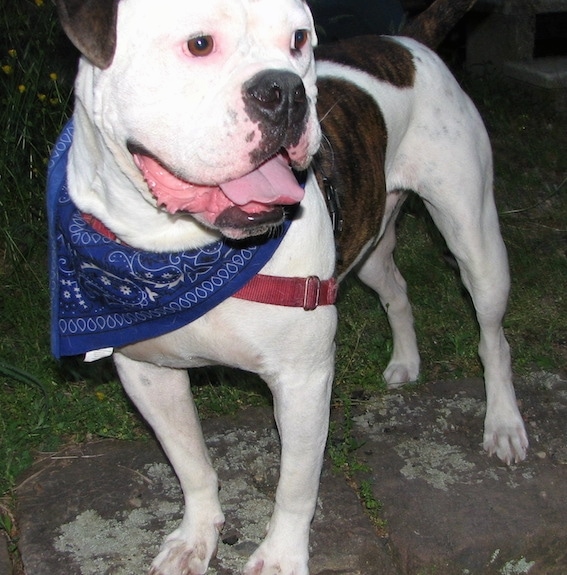 Close up - A brindle and white American Bulldog is standing across a walkway, its wearing a blue bandana, it is looking to the right and its mouth is open.