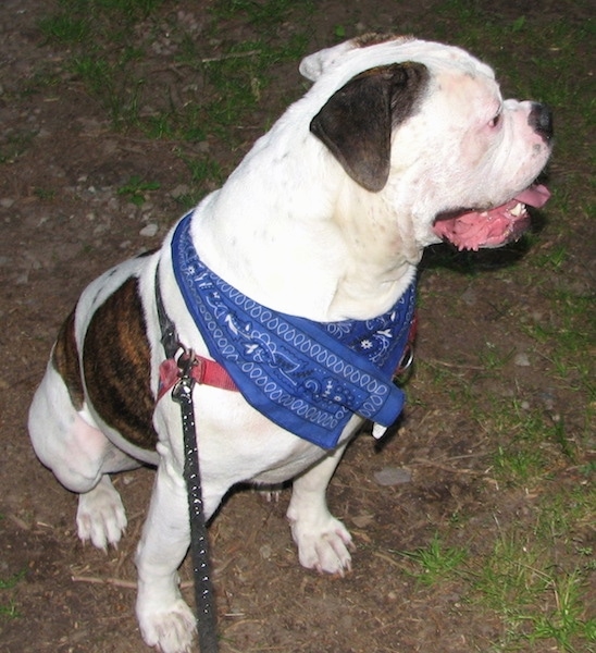 The front right side of a brindle and white American Bulldog that is sitting across a dirt walkway and it is looking to the right.li