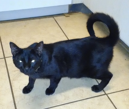 Side view - a black cat with a shiny coat and yellow eyes looking over at the camera. It has a very long tail that curls in a circle over the top of its back like the letter O. The cat is squinting.