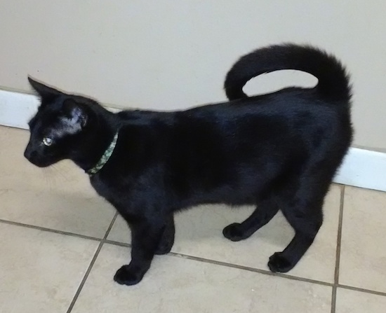 Side view - a black cat with a shiny coat and yellow eyes looking forward. It has a very long tail that curls over its back almost laying flat over the top.