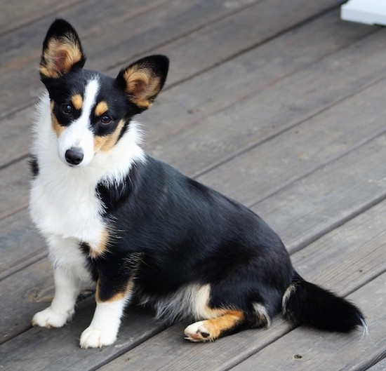 corgi aussie mix for sale near me