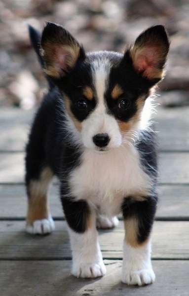 australian shepard corgi