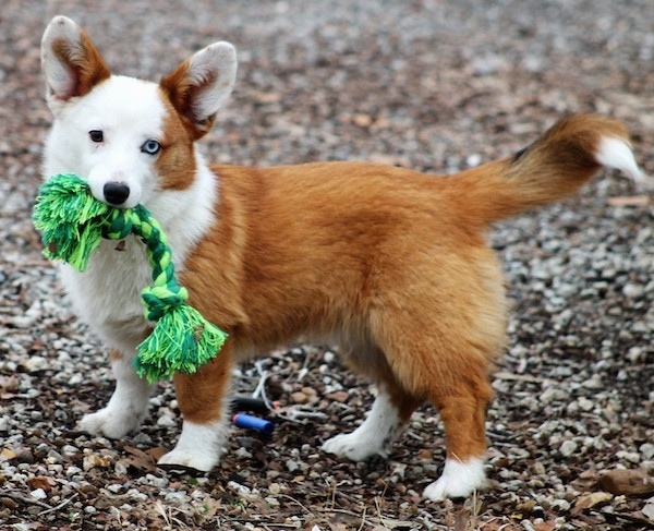 australian shepard corgi