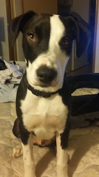 A black and white Aussiedor puppy is sitting down on a human's bed and it is looking forward.