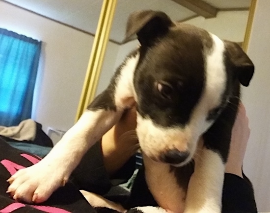 A small black and white Aussiedor puppy is being held in the air over top of a person who is laying down on a bed.