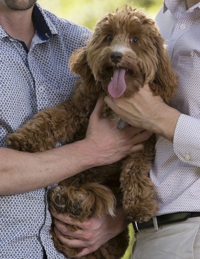 lineal udmelding tykkelse Australian Labradoodle Dog Breed Information and Pictures