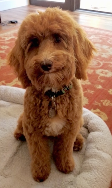 A brown with white Australian Labradoodle is sitting on a dog bed, its head is slightly tilted to the left and it is looking forward.