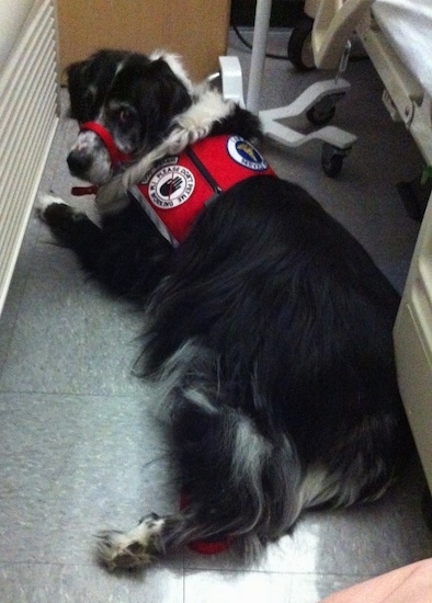 The back left side of a black with white Australian Retriever that is laying down on a floor in a hospital next to a patients bed while wearing a red service dog vest and a red gentle leader collar.