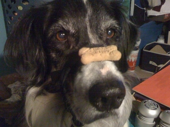 Close up - A black and white Australian Retriever is sitting in a room and it has a milk bone on its snout.
