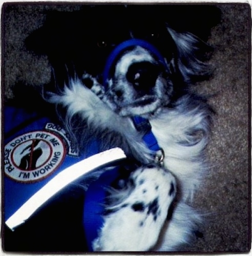 Close up - A topdown view of a black and white Australian Retriever that is wearing a blue service dog vest and a blue gentle leader collar, it is laying on a tan carpet with its paws in the air. The vest reads 'Please don't pet me I'm working'