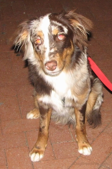 Front view - A medium haired tan, brown and white patterned dog with a liver brown nose and ears that hang down to the sides with longer hair on them sitting on a red brick sidewalk wearing a red leash looking forward.
