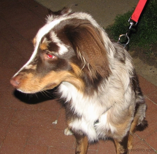 Front side view looking down at the dog - A soft looking, medium haired tan, brown and white patchy patterned dog with a liver brown nose and ears that hang down to the sides with longer hair on them sitting on a red brick sidewalk wearing a red leash looking to the left.