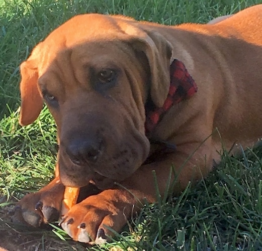 A thick wrinkly dog with drop ears and short fur laying down in grass chewing a bone.