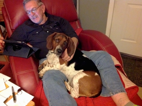 A man in glasses sitting on a red leather recliner chair reading an iPad with a tricolor hound dog sitting in his lap.