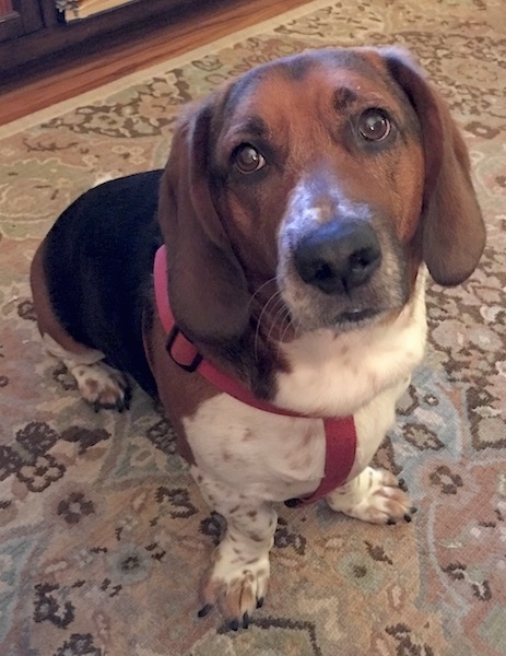A short-legged tricolor black, tan and white hound dog sitting on a tan oriental rug looking up at the camera.