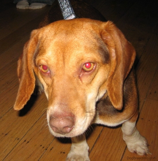 Close up head shot - An orange, white and black beagle hound dog with long drop ears that hang down to the sides and a tan nose standing on a hardwood floor.