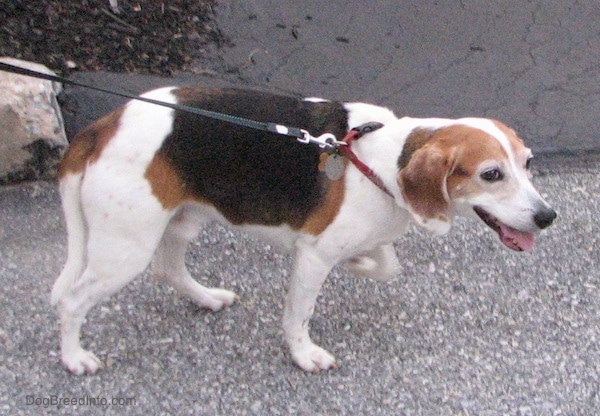 A happy tricolor, white, black and tan Beagle dog pulling on a leash while standing on concrete with his tail hanging down towards the ground