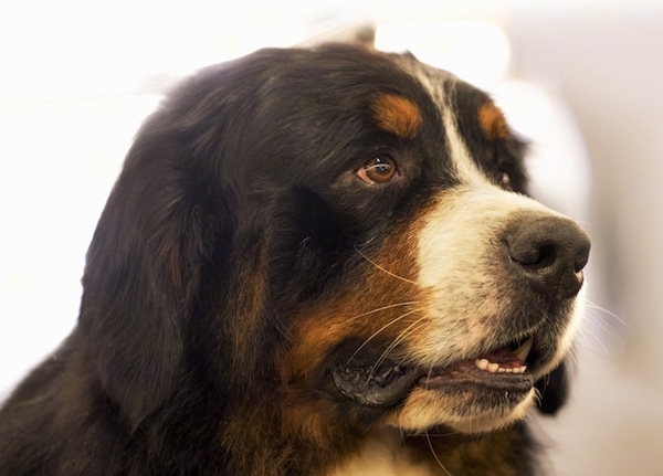 Close up head shot - A tricolored black, tan and white dog with a big thick head and soft drop ears facing the left.