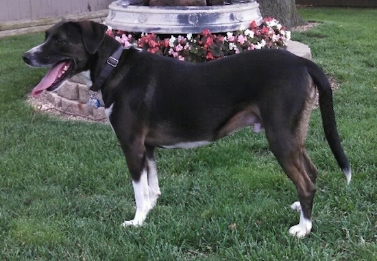 Side view - a black with white and tan dog standing out in the grass facing the left in front of a round flower bed with colorful flowers in it. The dog is wearing a black collar, its tail is hanging low and its ears are v-shaped and hanging down to the sides.