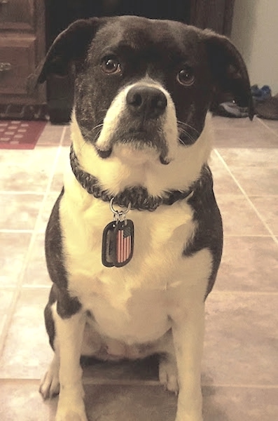 A wide-chested brown brindle dog with a boxy snout, wide brown eyes a black nose and black lips sitting down